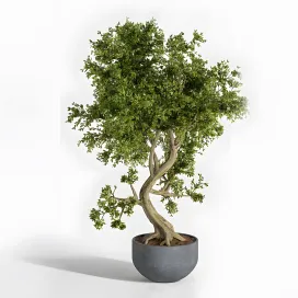 Plant bonsai